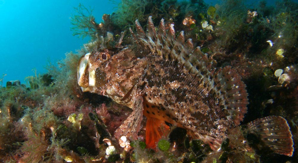 Scorpaena porcus (Scorfano nero)